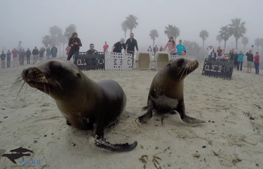 The Hero Fest will feature a 360 degree Virtual Reality experience by The Pacific Marine Mammal Center 
