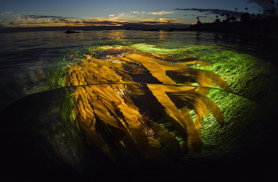A Kelp Perspective by Sean Hunter Brown - 3rd prize winner professional division