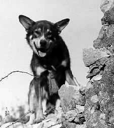 <center>Chips the war dogs picture (http://www.qmfound.com/K-9.htm)</center>