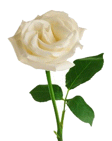 White roses were thrown at Selena's concerts.  (www.googleimages.com)