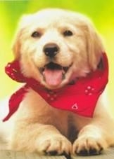 My dad's favorite breed, the Golden Retreiver. (google images)