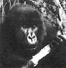 <a href=http://www.humancondition.info/Beyond/images/Image29.jpg>Digit the Gorilla </a href>