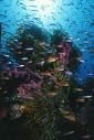 The underwater adventure of coral reefs and fish