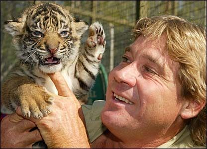 <a href=http://news.bbc.co.uk/2/hi/in_pictures/5311848.stm>Steve Irwin holding a siberian tiger</a>
