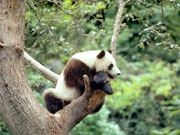 Panda (www,worldwildlife.org)