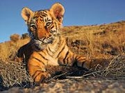 Tiger Cub (www.worldwildlife.com)