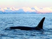 Orca (www.worldwildlife.org)
