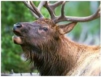 Roosevelt Elk 