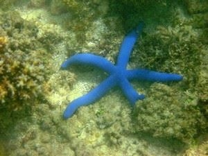 underwater starfish (Derek put it on my computer)