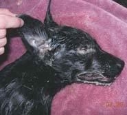 Buddy (Google)