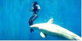  (http://www.telegraph.co.uk/news/newstopics/howaboutthat/5931345/Beluga-whale-saves-diver.html)