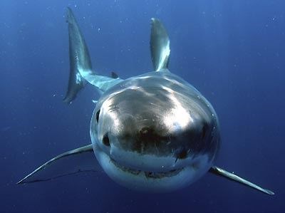 Bull Shark, same type that attacked young Hamilton