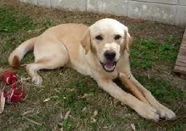 This is a picture of a yellow lab. (http://travel67.wordpress.com/category/lab-report/page/2/)
