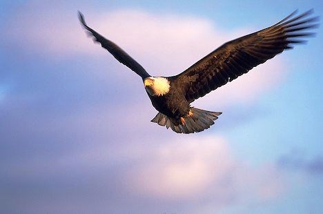 Eagle flying (http://www.alaska-in-pictures.com/bald-eagle-flying-858-pictures.htm)