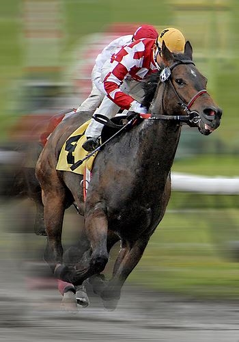This is NOT Secretariat! This is a Thoroughbred (http://www.bing.com/images/search (Kerri-Jo))
