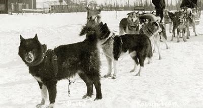 Balto and his team after reaching Nome. (www.animalplanet.com ())