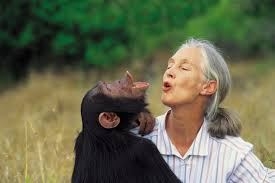Dr. Goodall with Uruhara (http://www.wsj.com/articles/SB10001424052748703467 (Michael Neugebauer ))