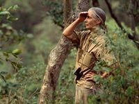 Goodall looking for animals (http://www.nationalgeographic.com/explorers/bios/j (Photograph by Michael Nichols))