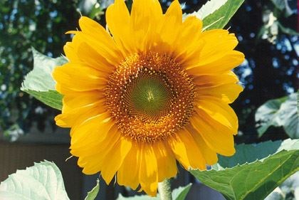 The Sunflower