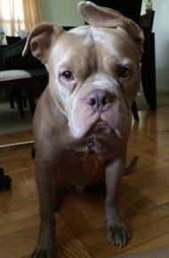 Dog at NBR (NBR Website ())