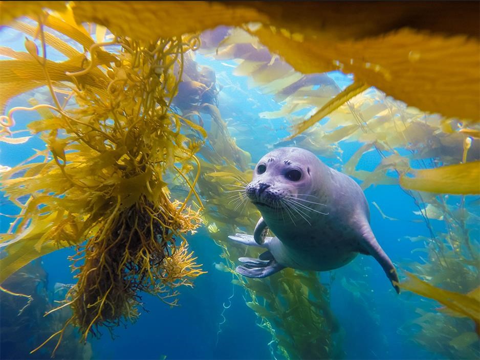 Picture of Henry the Harbor Seal by Alex Cowdell, Laguna Blue