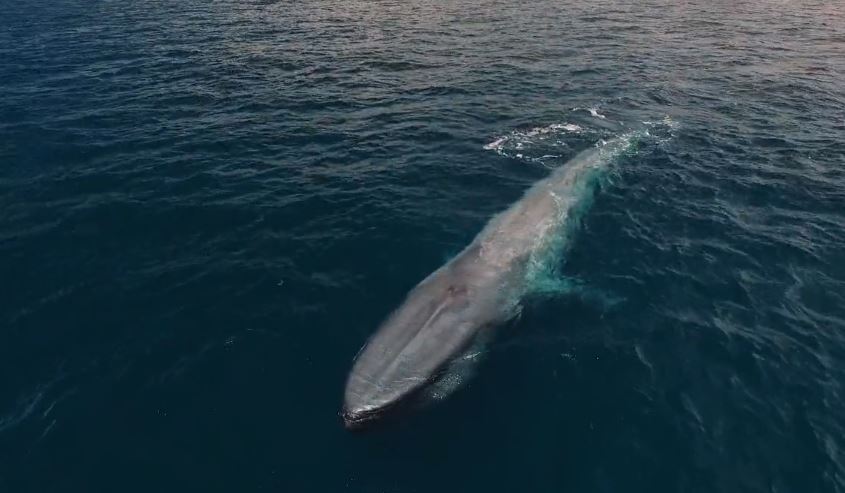 Picture of Protecting Blue Whales and Blue Skies