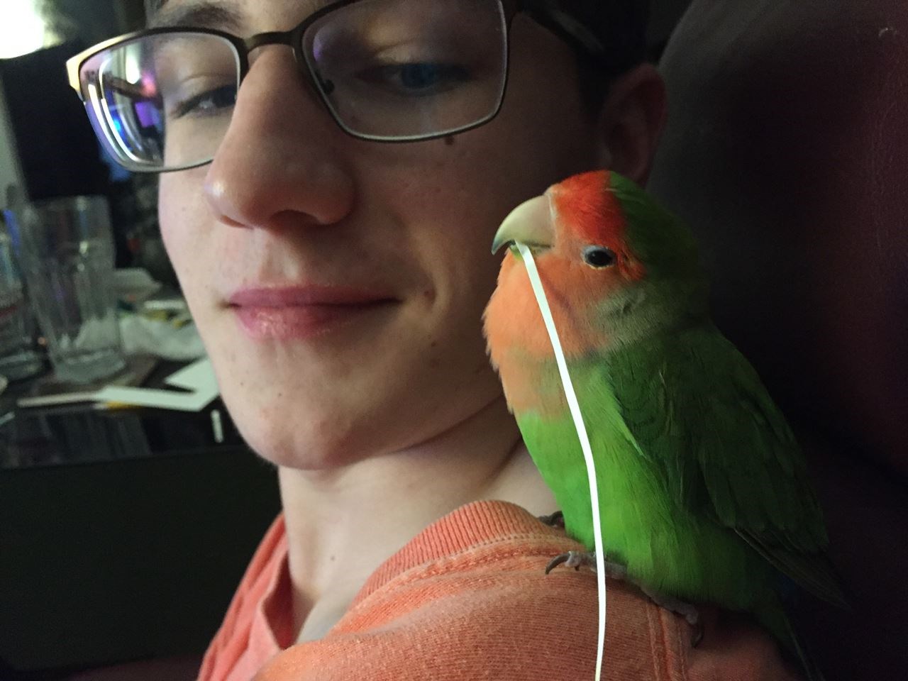 Picture of Lovey the Lovebird