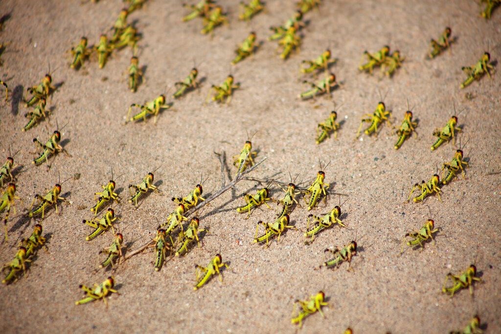 AP Explains: How climate change feeds Africa locust invasion | MY HERO