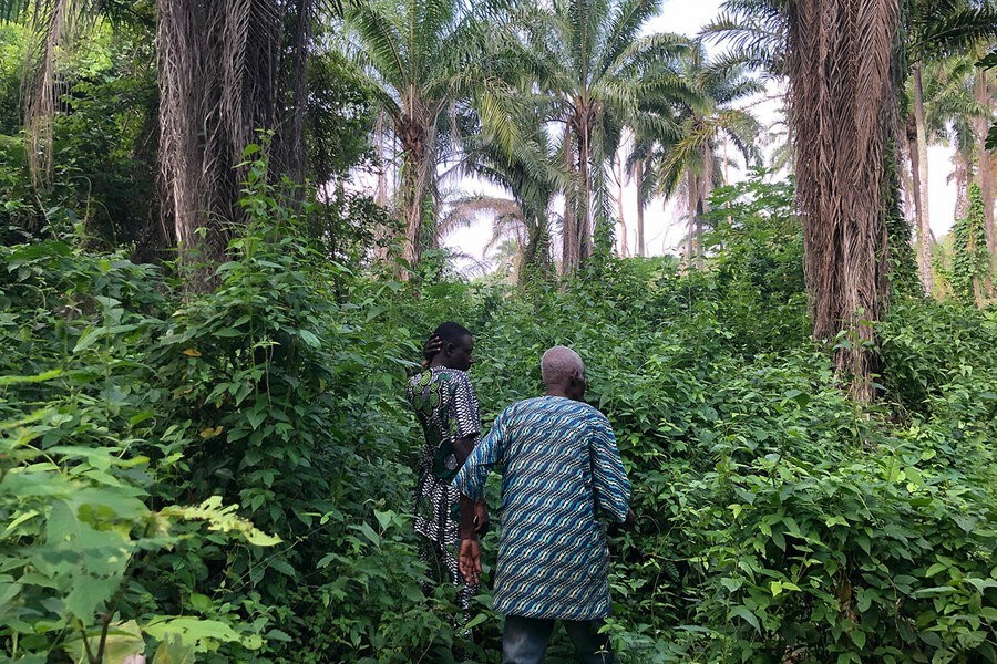 Picture of Planting trees – and hope – in a flood-prone Nigerian town
