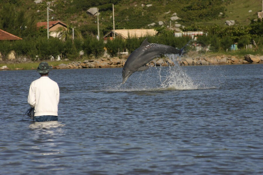 Picture of Dolphins help fishermen in order to skim off the catch, study shows