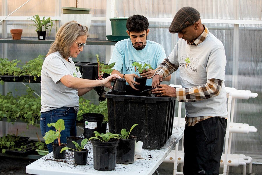 Picture of Growing winter food – and community spirit – in a geothermal greenhouse