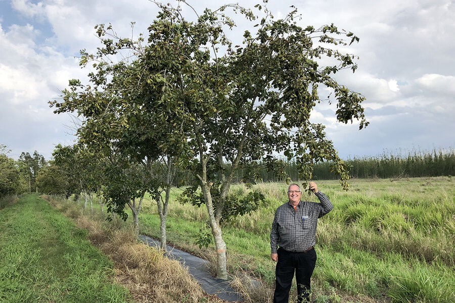 Picture of Citrus crisis: As an iconic Florida crop fades, another tree rises