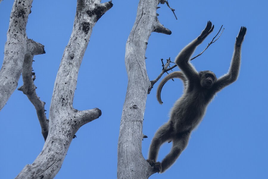 Picture of In Brazil, a scientist’s quest to save endangered ‘hippie monkey’