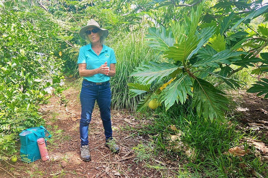 Picture of In Hawaii, can breadfruit’s resurgence bring food security?