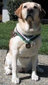 Roselle receives Britain's Dickin Medal (www.guidedogs.com)