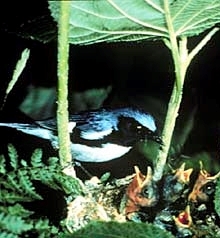 A black-throated blue warbler, a songbird<br> (Photo Courtesy of Dartmouth College)