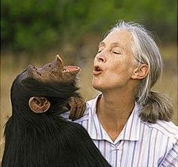 Jane Goodall with a chimp. (www.stonyfield.com/.../ CelebritiesInTheMoos.cfm)
