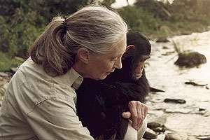 Jane holding chimp. (http://www.esri.com/news/arcnews/spring05articles/drjane-goodall.html)