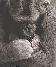 Koko treats her kitten with care. (http://www.koko.org/friends/index.koko.html)