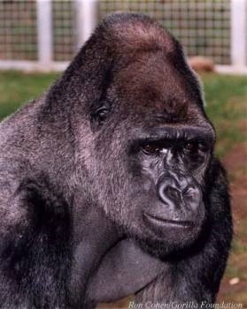 Ndume, Koko's mate. (http://www.sfondideldesktop.com/Images-Animals/Gorilla/Gorilla-Ndume.Jpg)