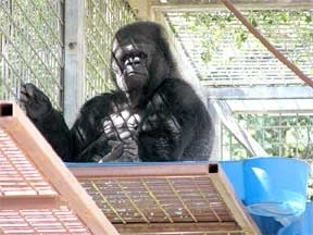 Koko is an amazing gorilla. (http://www.koko.org/world/daily.php)