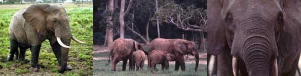 Forest Elephants (Photo Credit: Melissa Groo)