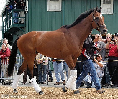 This is a picture of Barbaro at the Preakness. (http;//z.about.com)