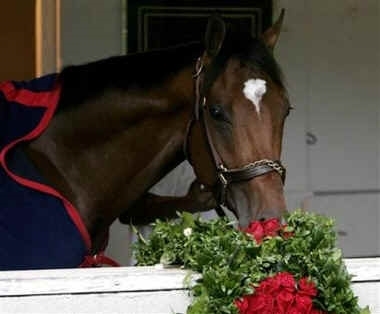 This is Barbaro in his stall with flowers. (http://tuesdayhorse.files.wordpress.com)