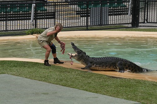 Steve Feeding a Crocodile (www.flickr.com)