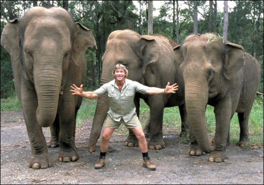 Steve With Three Elephants (Animal.discovery.com)