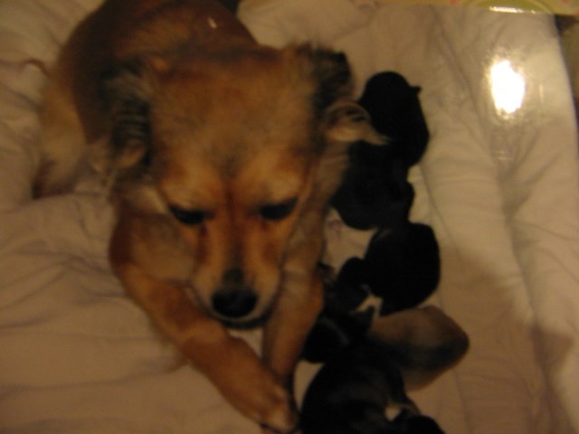 That day on the pictures she just had her babies (my mom took this picture)