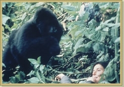 Dian is approached by a curious gorilla. (http://www.gorillafund.org/dian_fossey/)