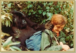 Dian Fossey receives a friendly touch from Puck,  (http://www.gorillafund.org/dian_fossey/)