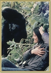 Dian imitating the gorilla's gestures. (http://www.gorillafund.org/dian_fossey/)